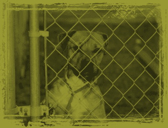 Click to contact the Sav-A-Dog Foundation